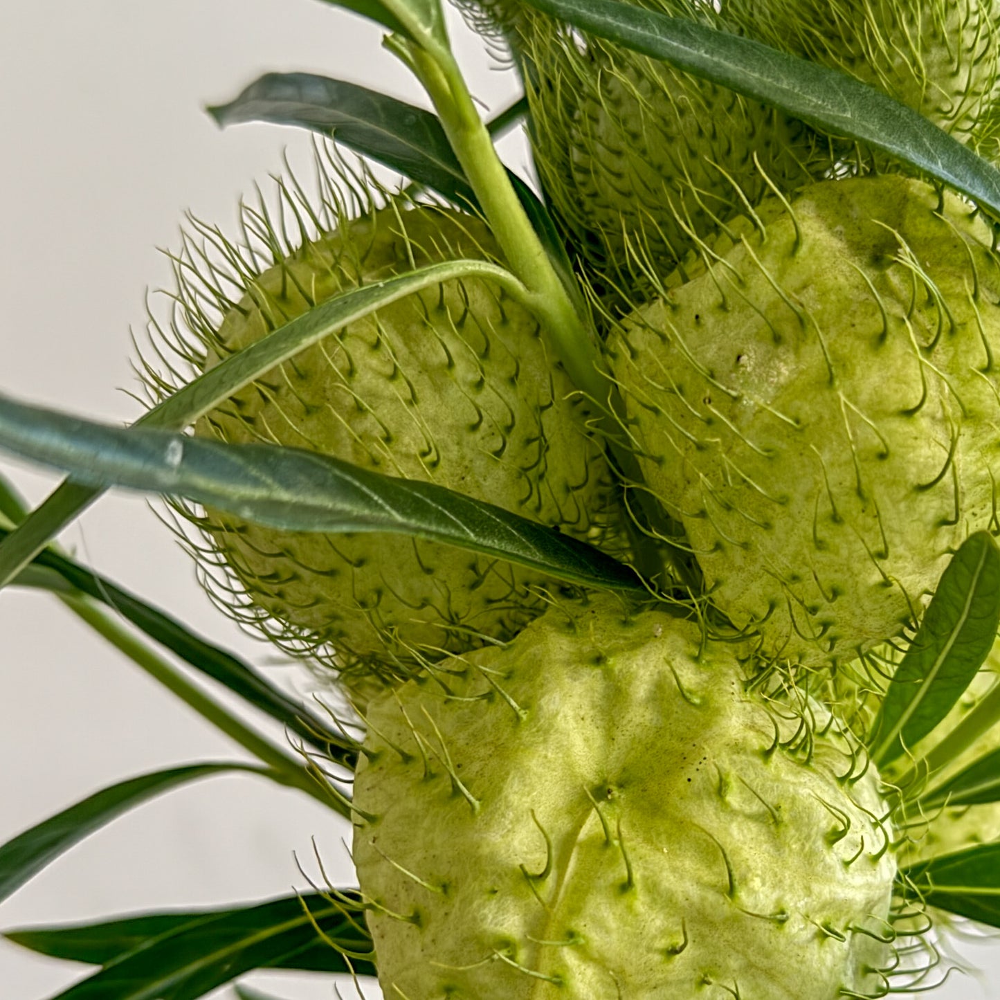 זר צהבהב תכלת וירוק