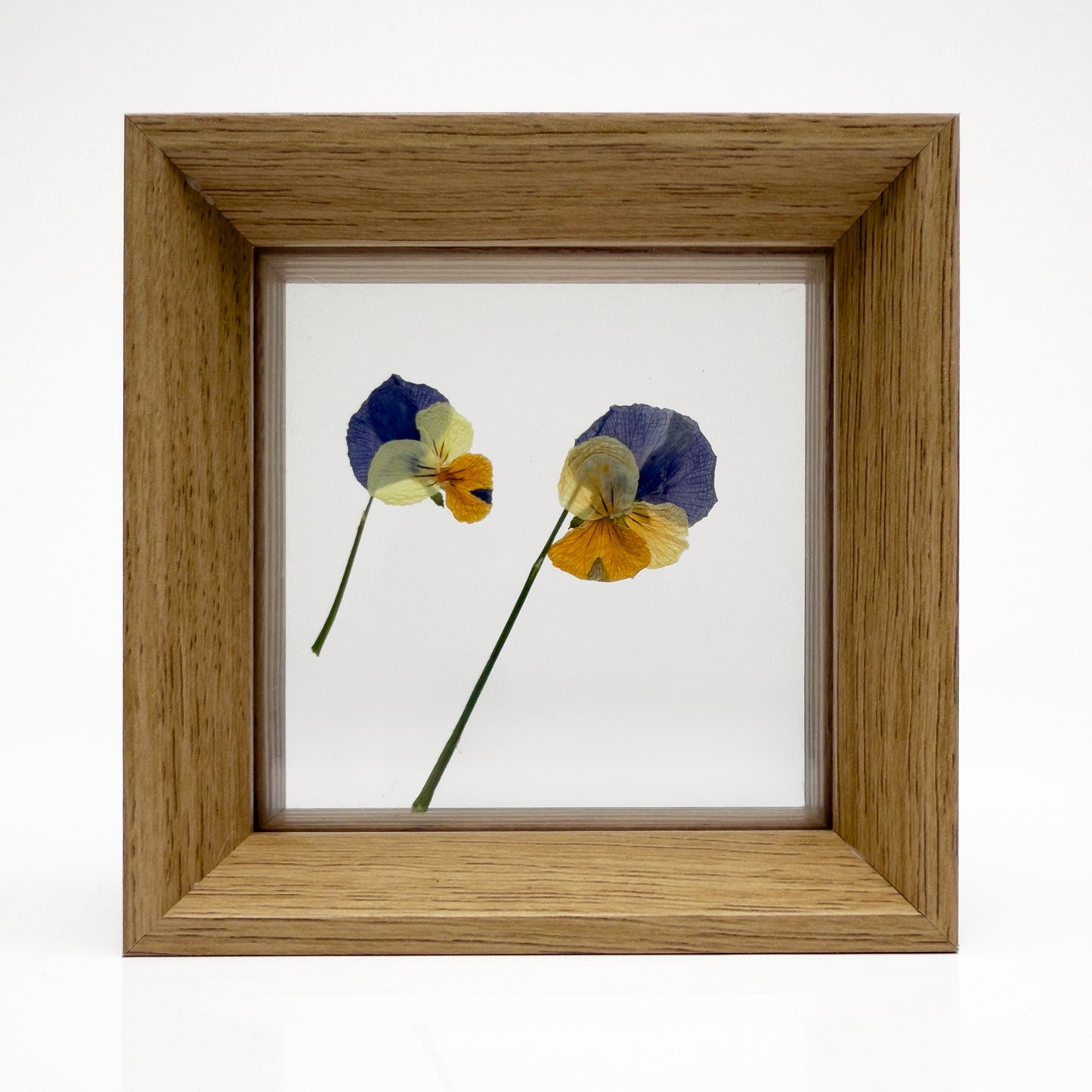 מסגרת עץ עם פרספקס כפול לייבוש ותצוגה של פרחים