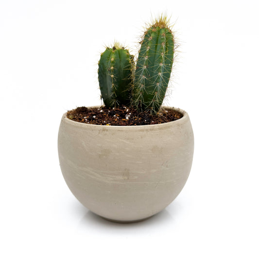 סקולנט בכלי בטון