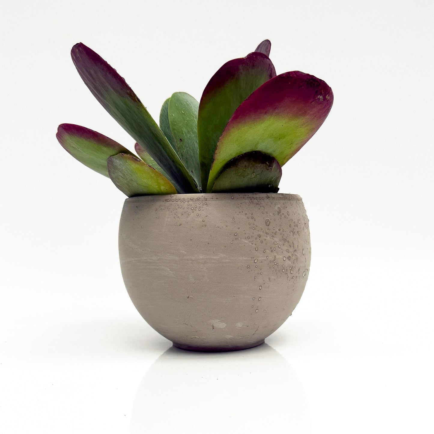 סקולנט בכלי בטון