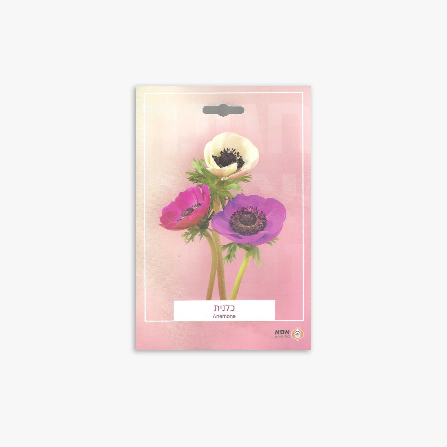 פקעות כלנית