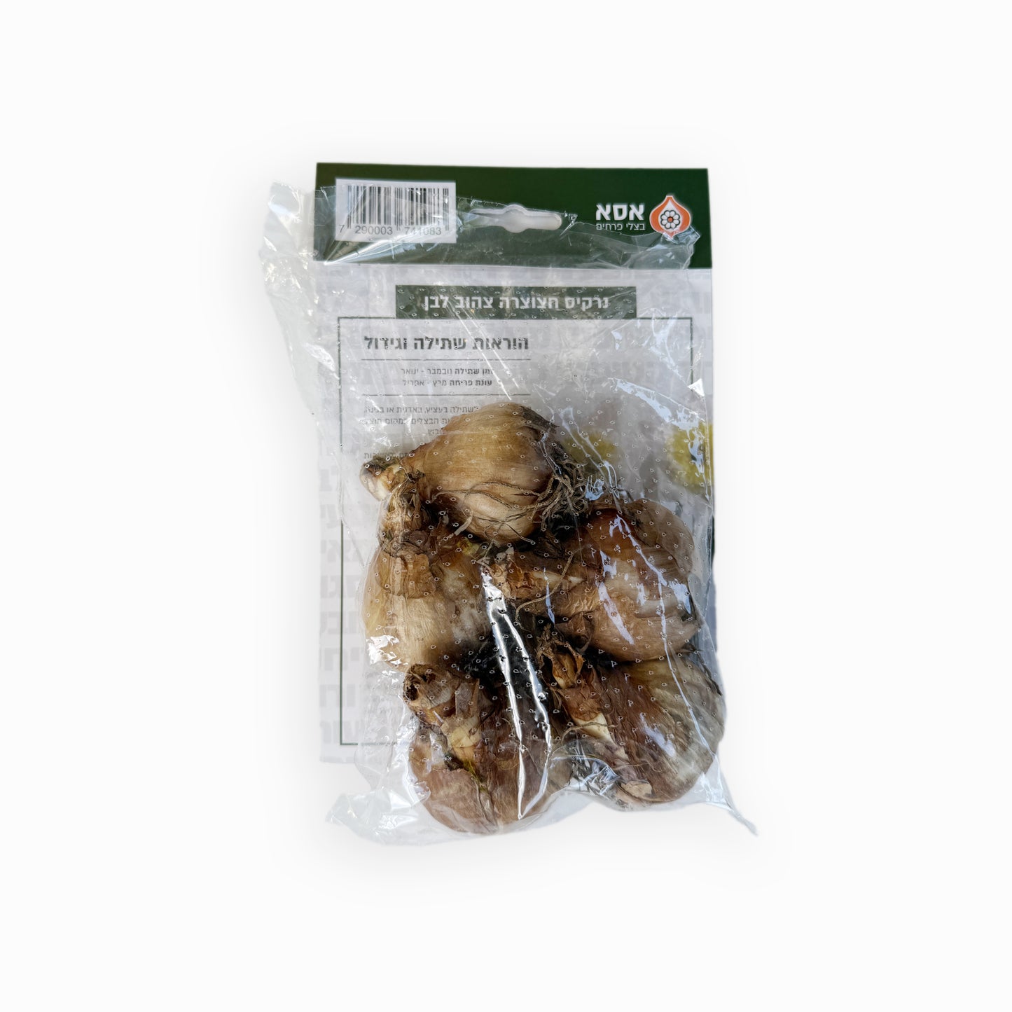 פקעות נרקיס חצוצרה צהוב לבן