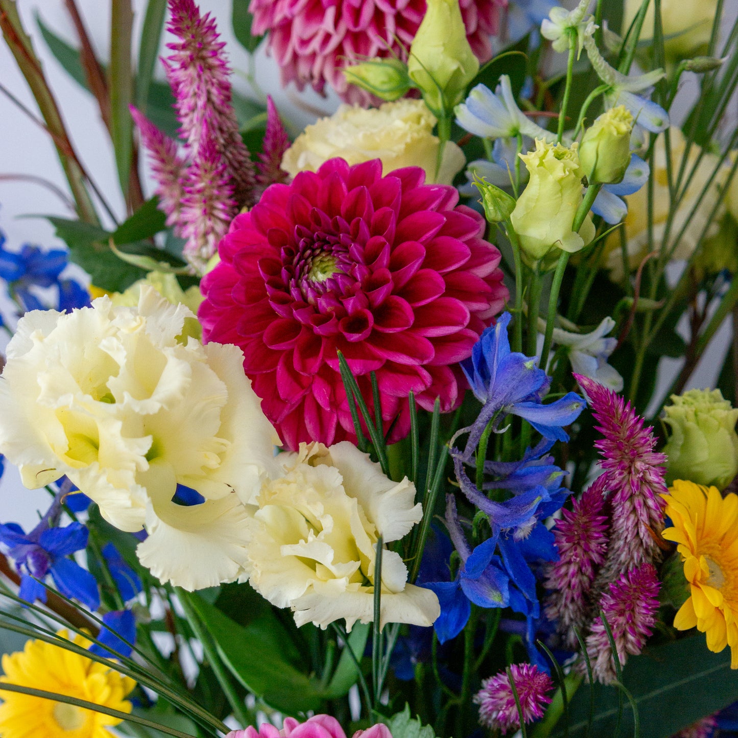 זר בורדו, צהוב וכחול