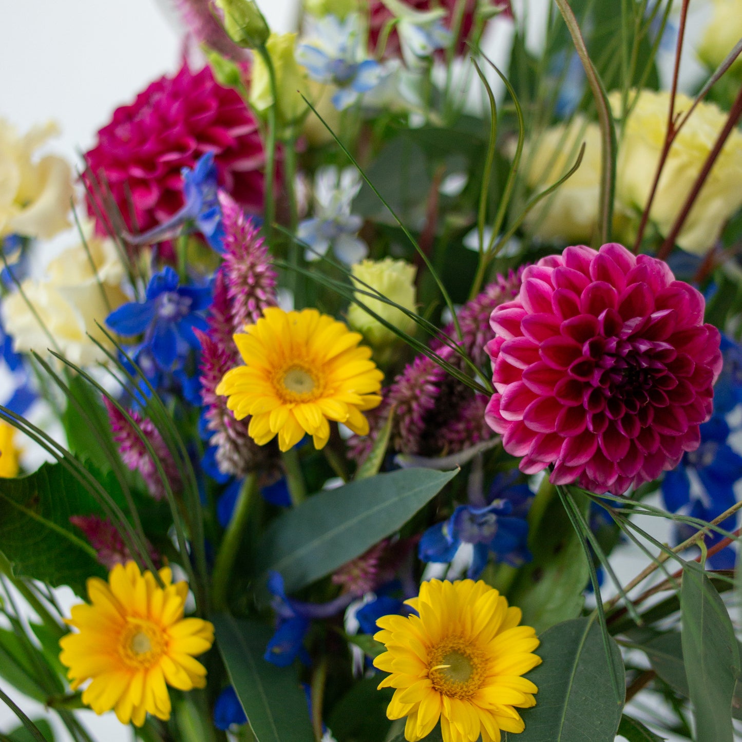 זר בורדו, צהוב וכחול