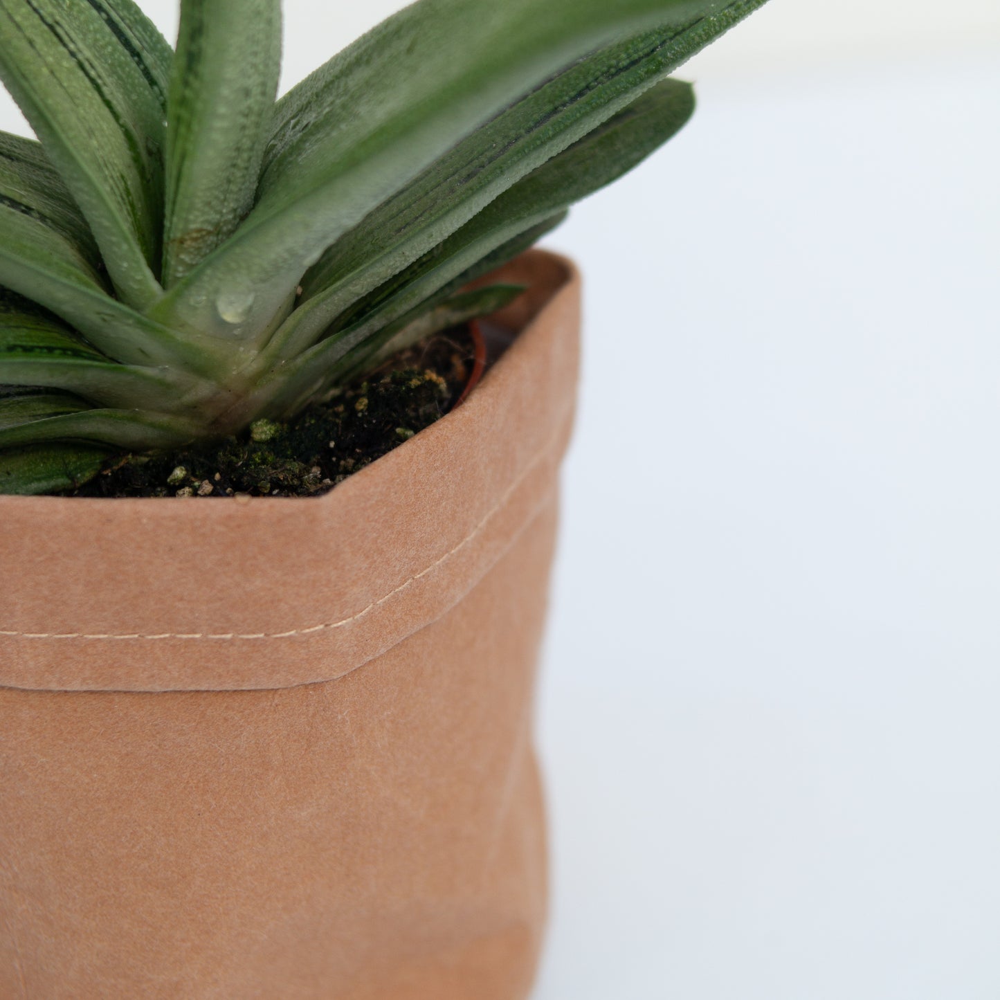 סקלונט בכלי דמוי נייר חום