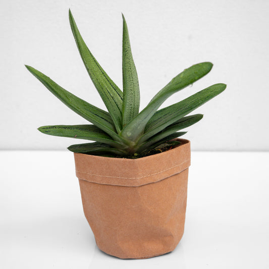 סקלונט בכלי דמוי נייר חום