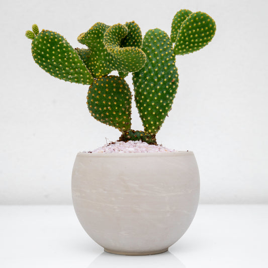 סקולנט בכלי בטון