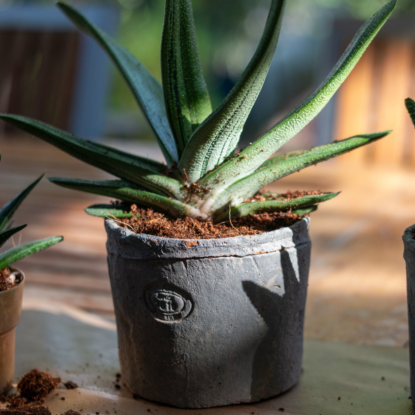 סקולנט בכלי חרס אפור דמוי בטון