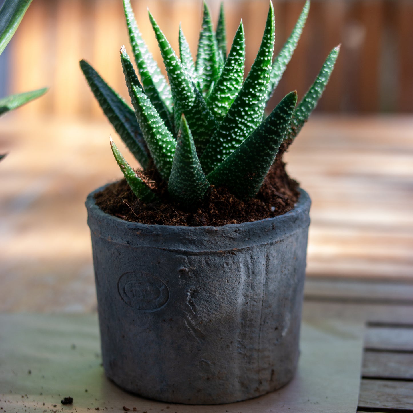 סקולנט בכלי חרס אפור דמוי בטון
