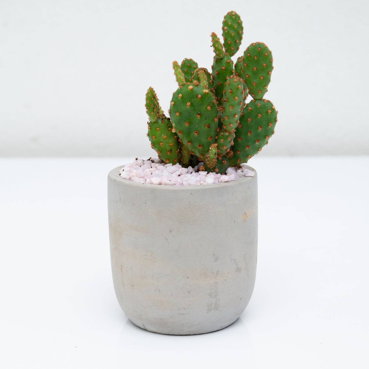 סקולנט בכלי בטון