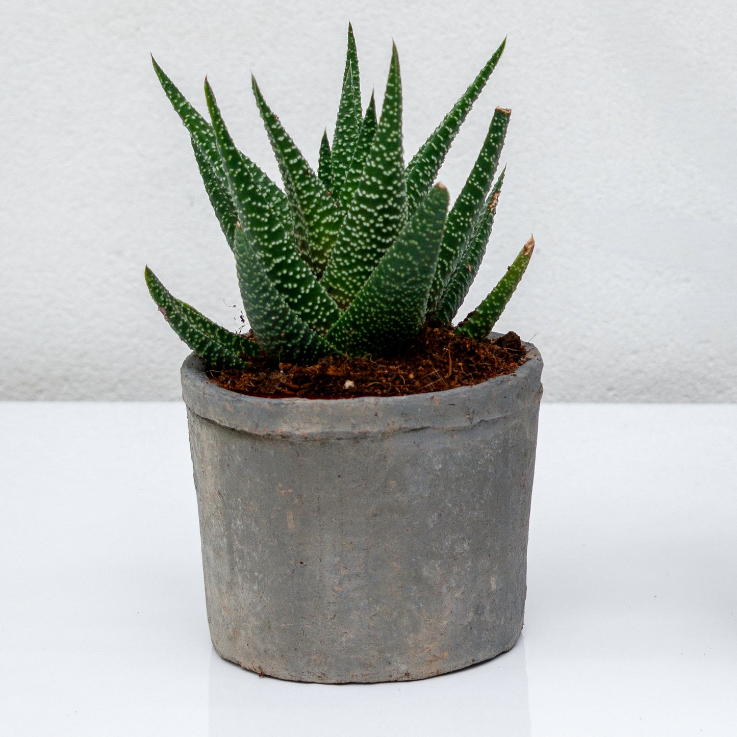 סקולנט בכלי חרס אפור דמוי בטון