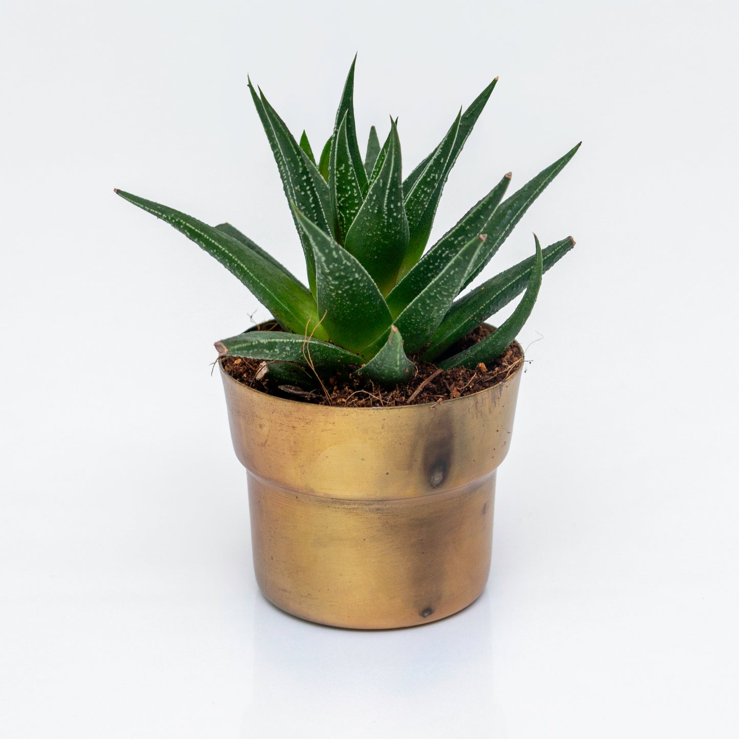 סקולנט בעציץ פליז