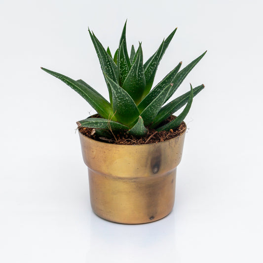 סקולנט בעציץ פליז