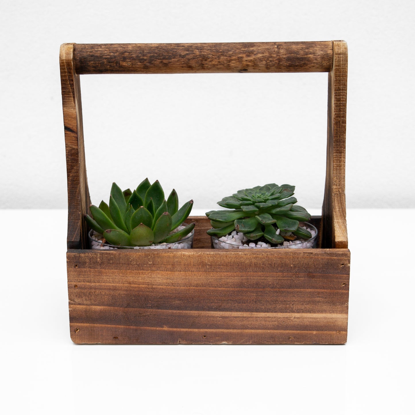 סקולנטים במנשא עץ