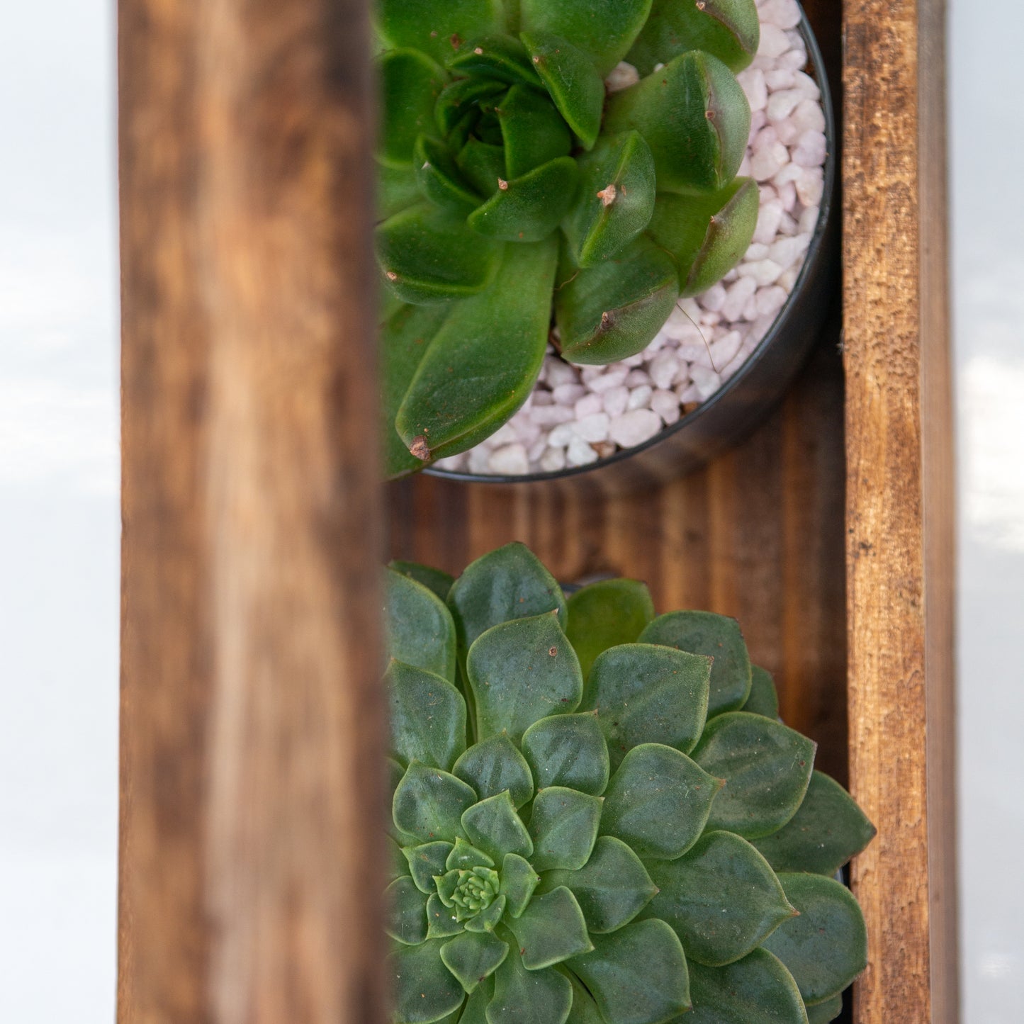 סקולנטים במנשא עץ