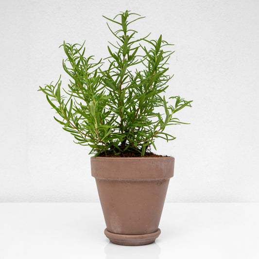 עשבי תיבול בעציץ טרקוטה