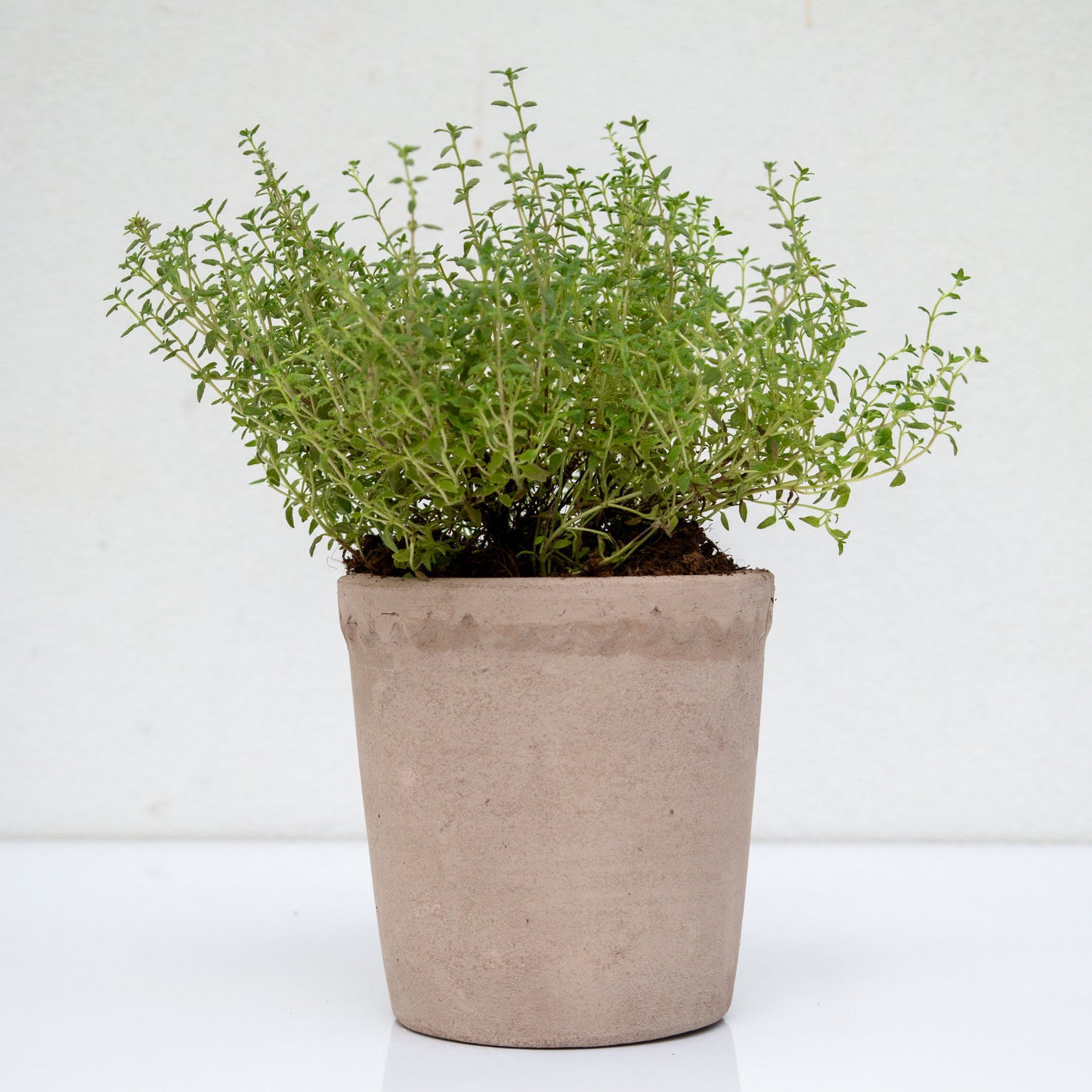 עשבי תיבול בכלי חרס מעוטר