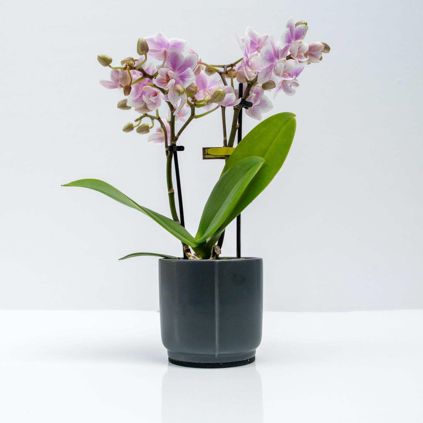 מיני סחלב בכלי קרמיקה