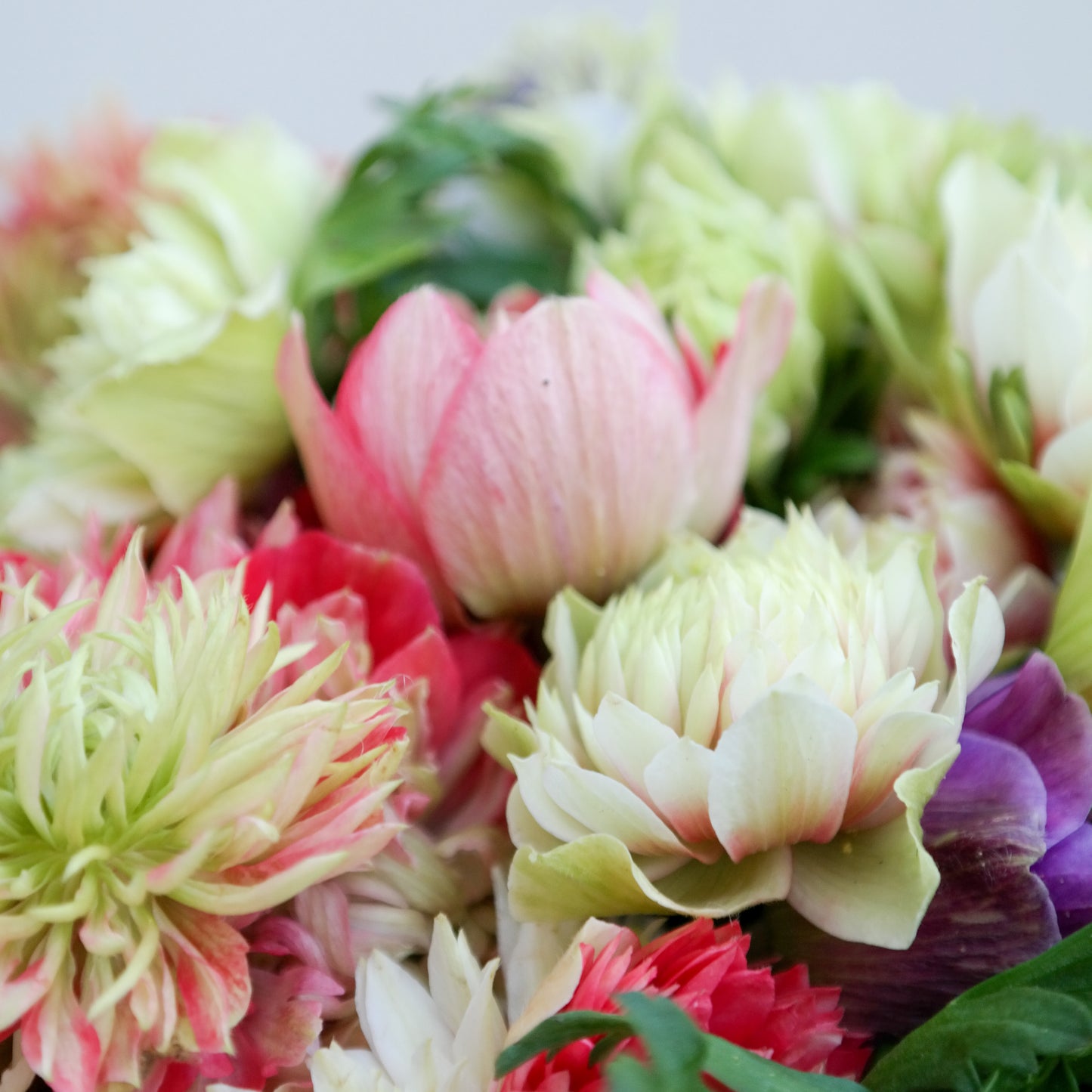 זר כלניות פולסטאר