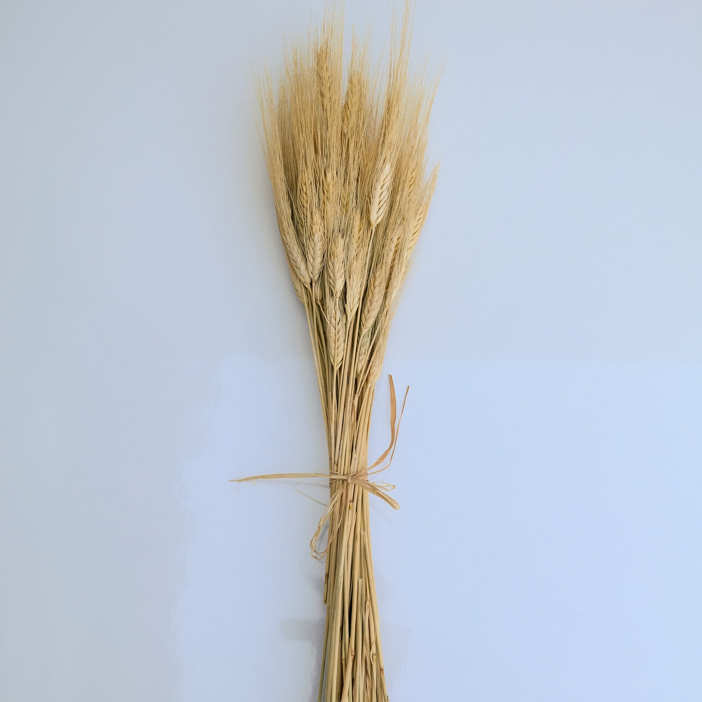 שיבולי חיטה