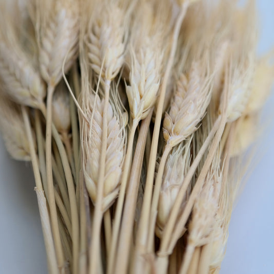 שיבולי חיטה