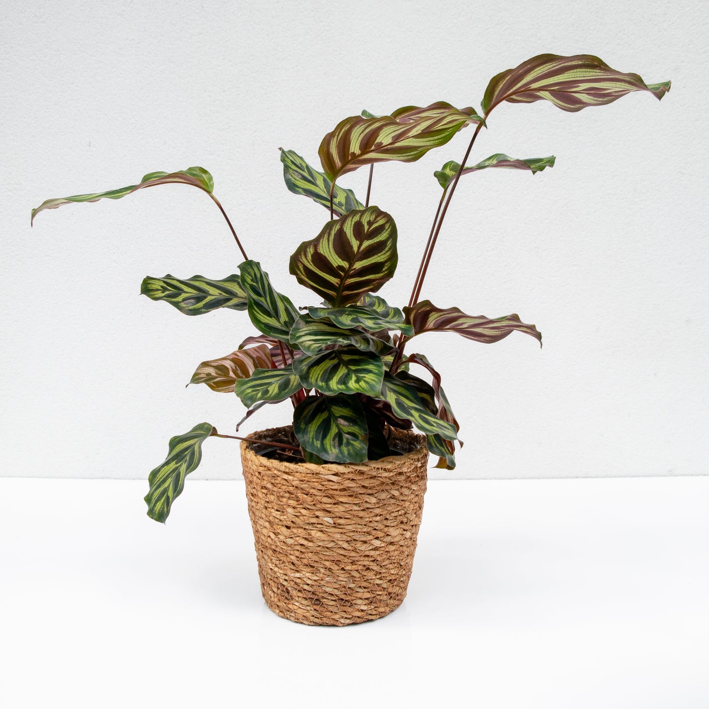 קלתיאה מקויאנה בכלי סל קלוע