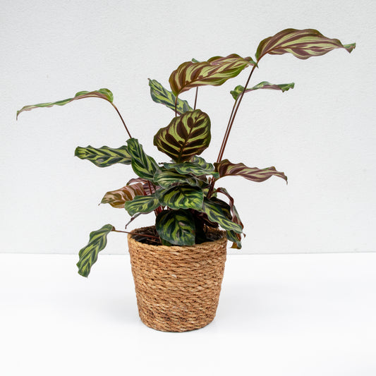 קלתיאה מקויאנה בכלי סל קלוע