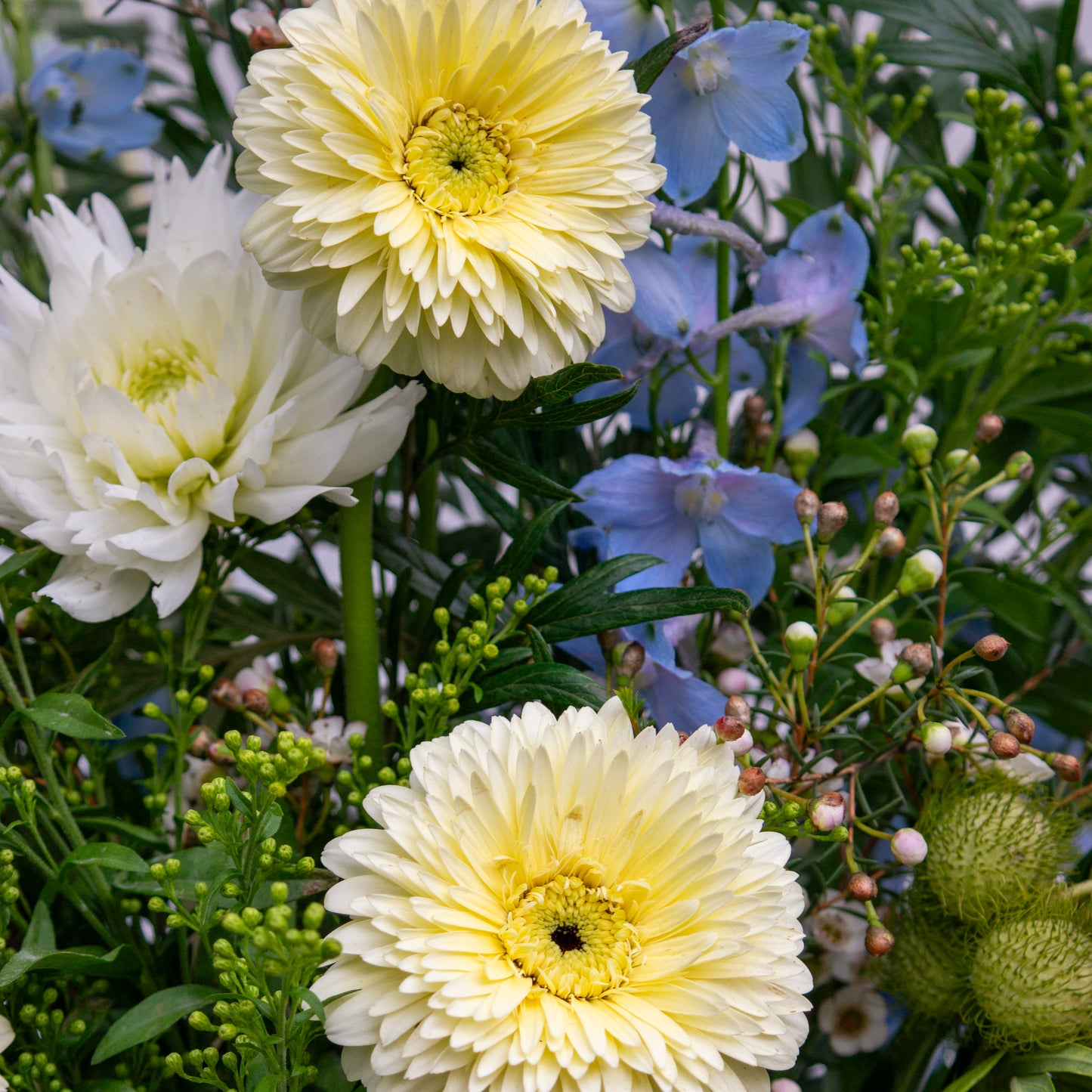 זר צהבהב תכלת וירוק