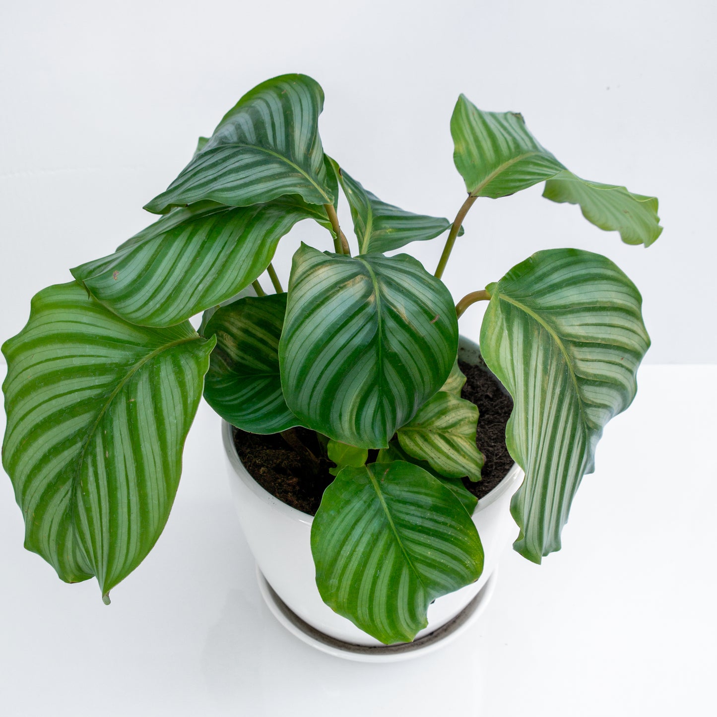 קלתיאה אורביפוליה בכלי קרמיקה לבן