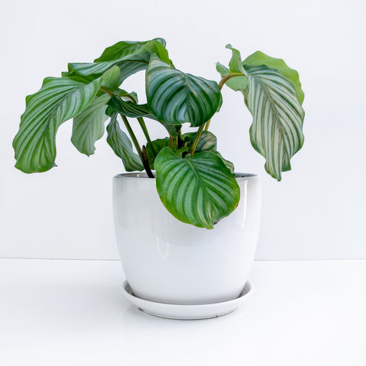 קלתיאה אורביפוליה בכלי קרמיקה לבן