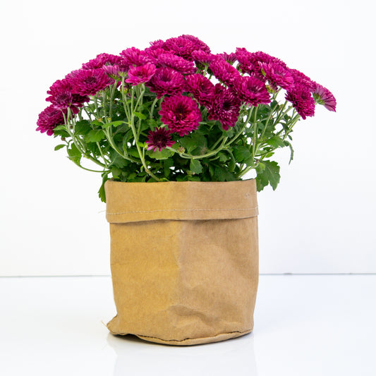 חרצית כריזנתמה בכלי דמוי נייר חום