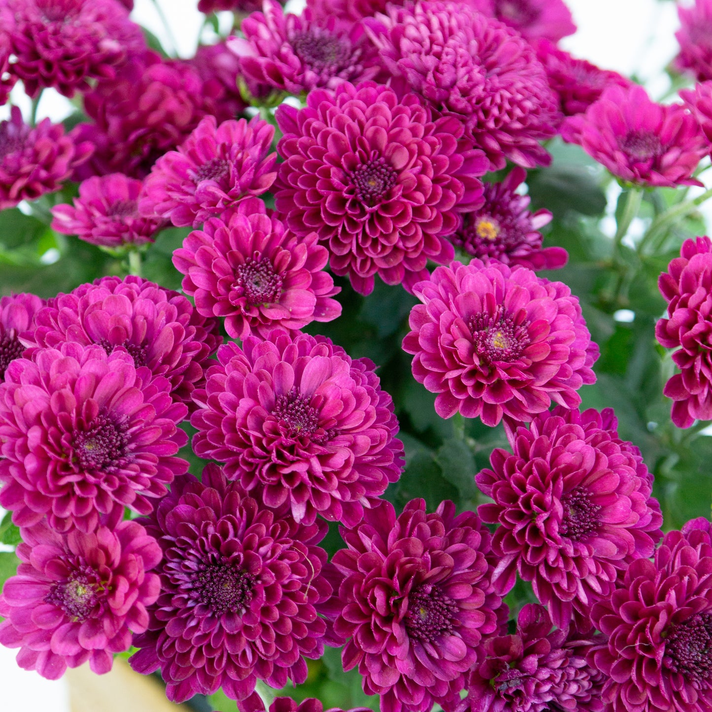 חרצית כריזנתמה בכלי לבחירה