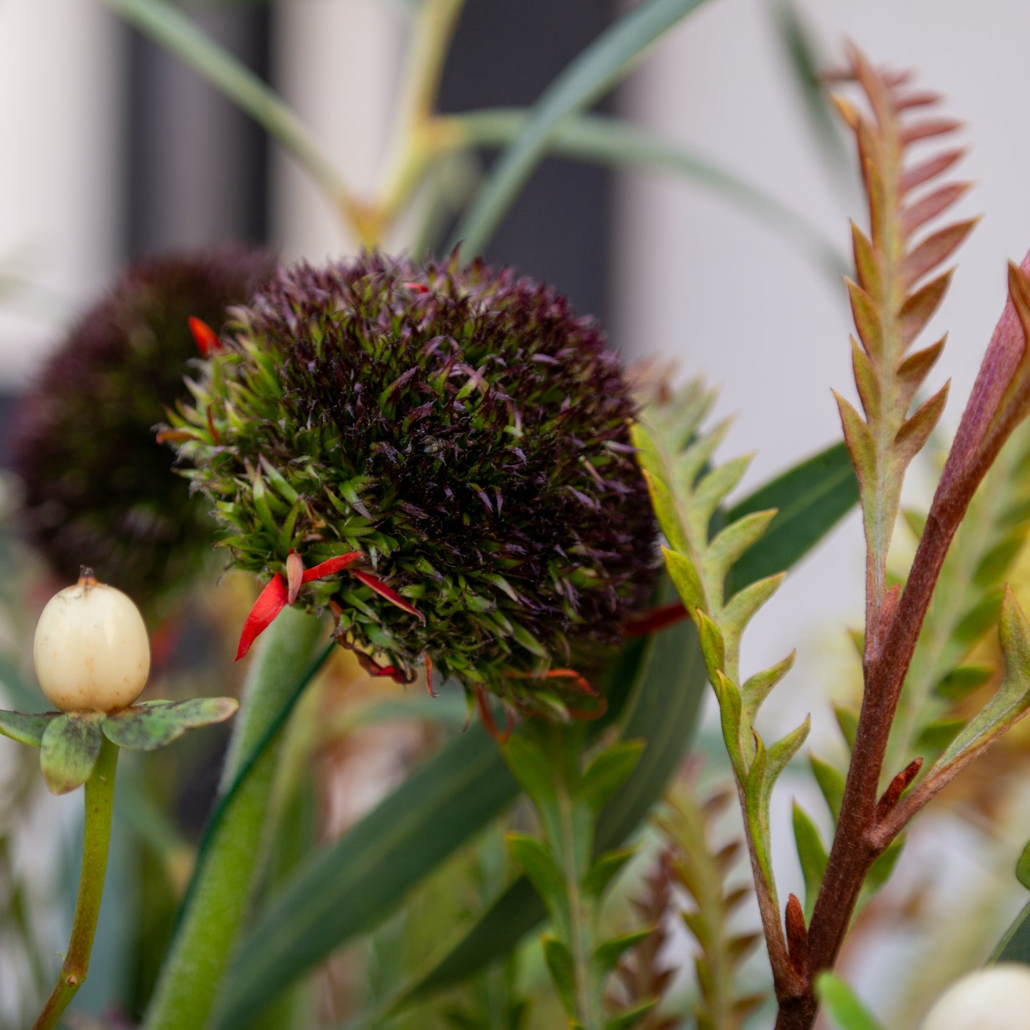 זר ורדרד, בורדו וירוק