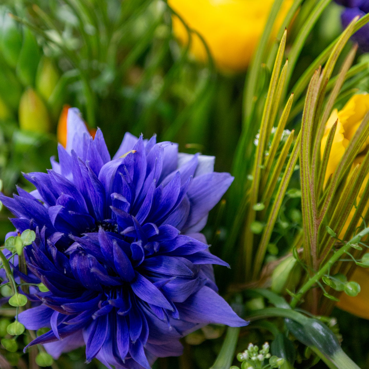 זר בשלל צבעים