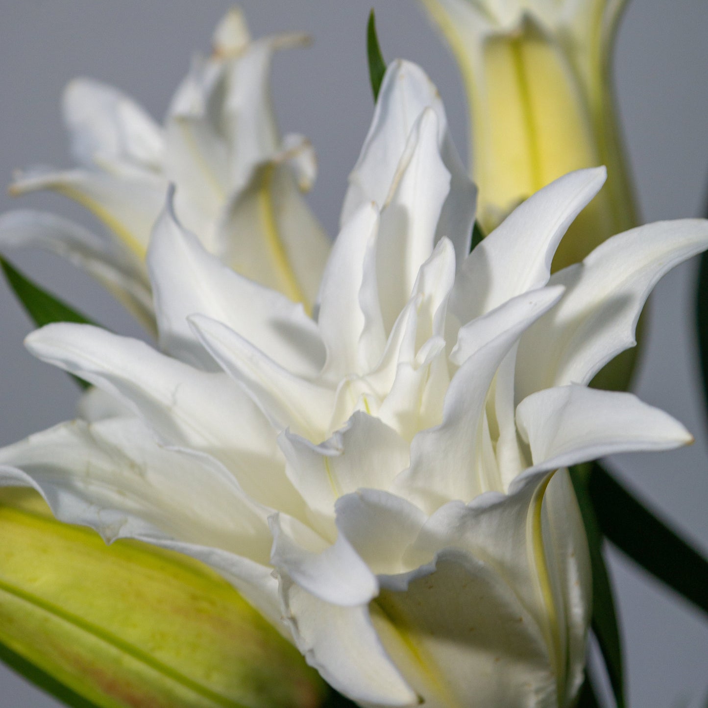 זר שושן אוריינטלי כפול