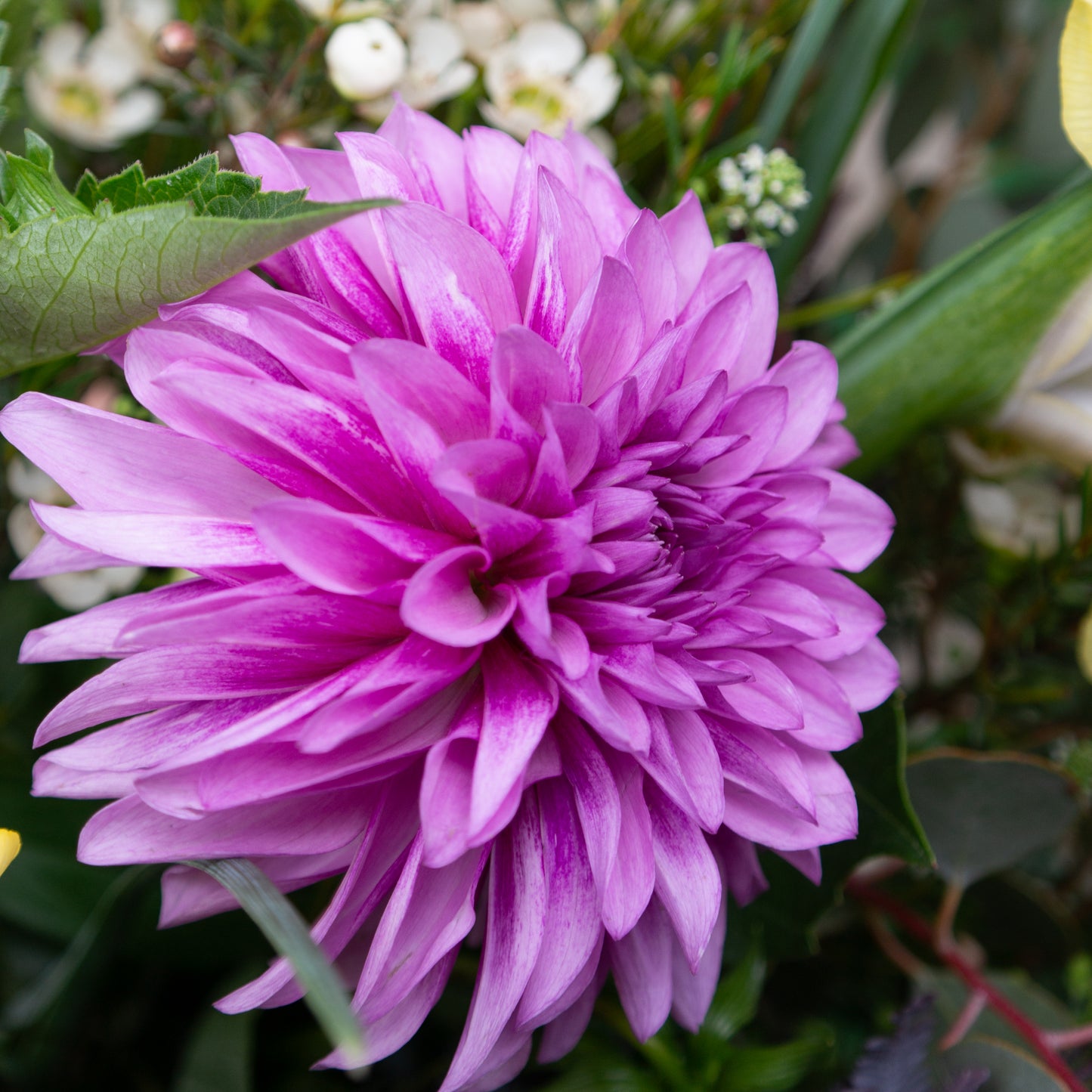 זר סגול, לבן וצהבהב