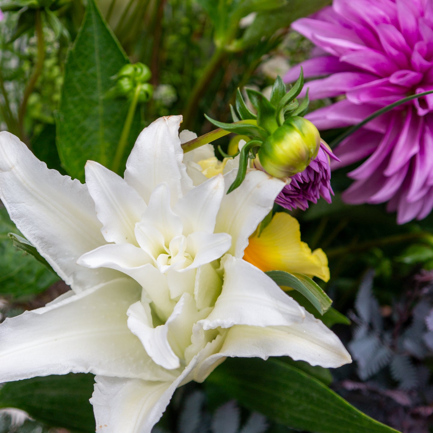 זר סגול, לבן וצהבהב