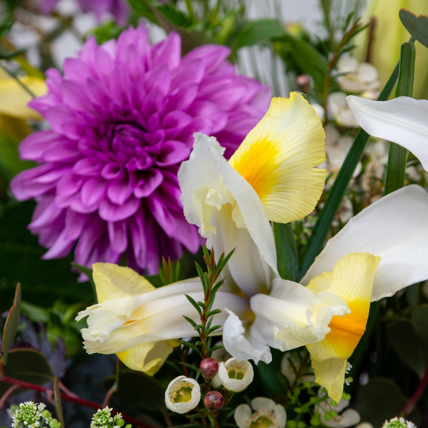 זר סגול, לבן וצהבהב