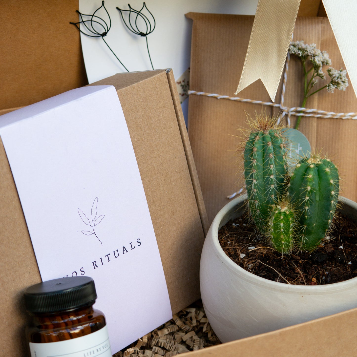 סקולנט בכלי בטון