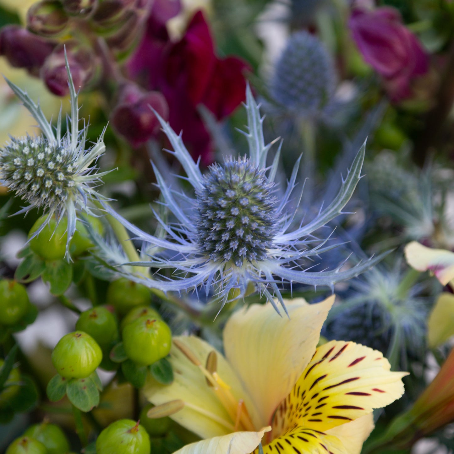 זר צהוב, סגול עם נגיעת בורדו