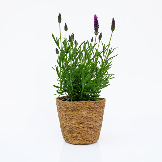 לבנדר בכלי סל קלוע