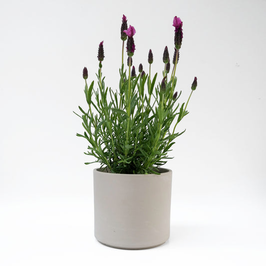 לבנדר בכלי בטון