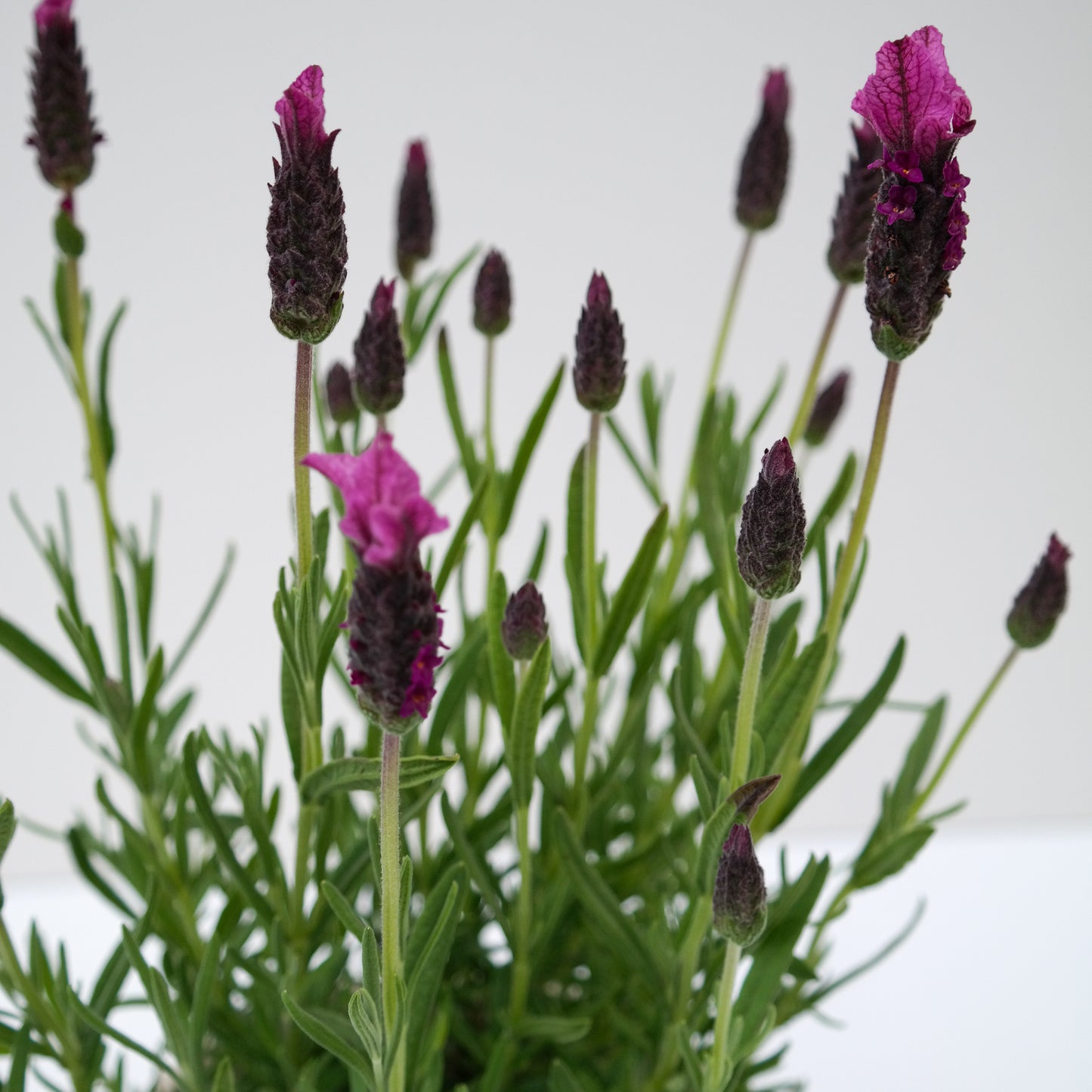 לבנדר בכלי בטון