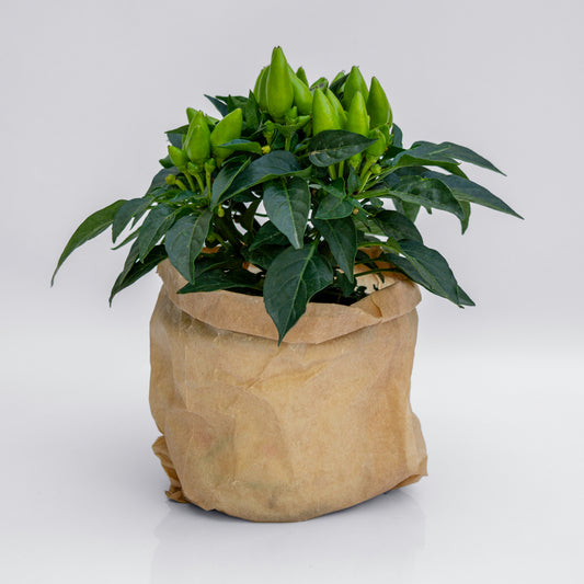 פלפל חריף לנוי ומאכל