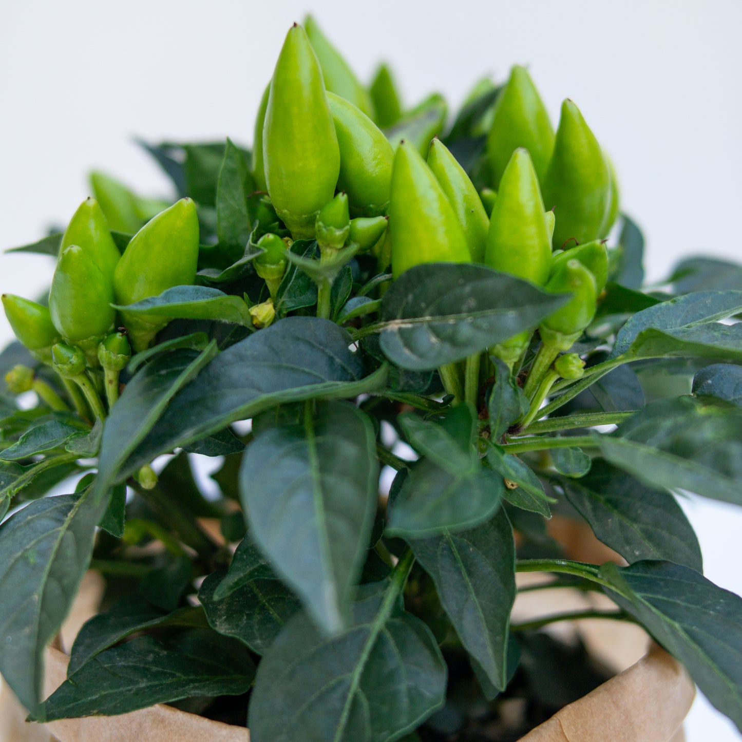 פלפל חריף לנוי ומאכל