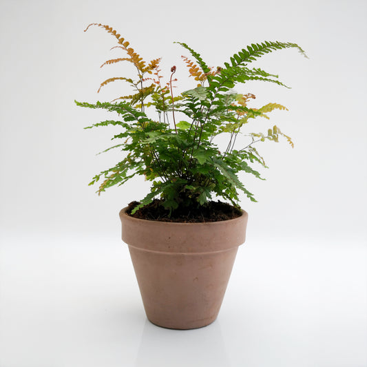 שרך בכלי טרקוטה מוקה