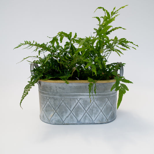 עציץ שרכים באדנית מתכת דקורטיבית