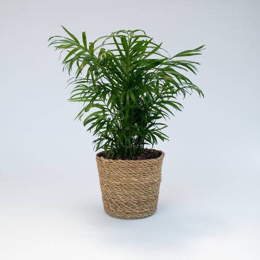 דקל בקוטר 15 ס"מ