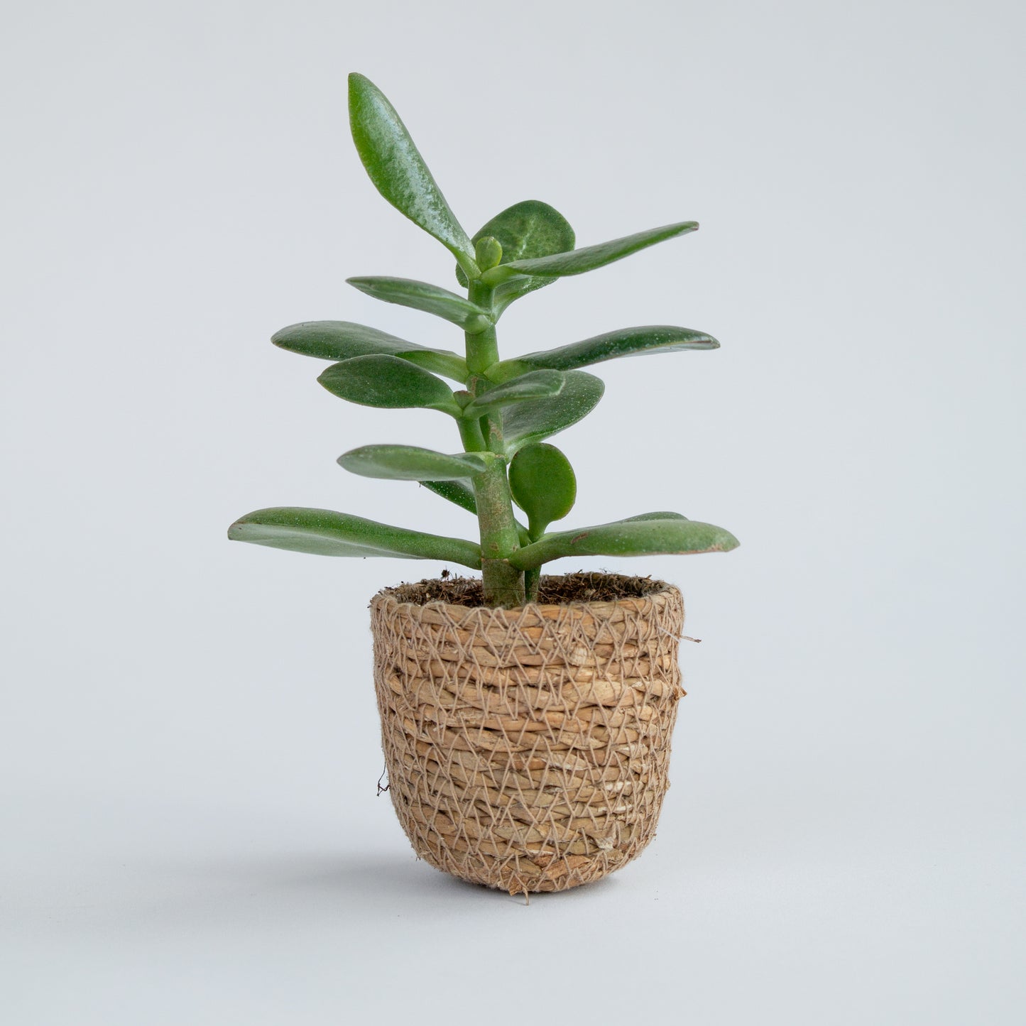 סקולנט ג'ייד בסל קש קלוע