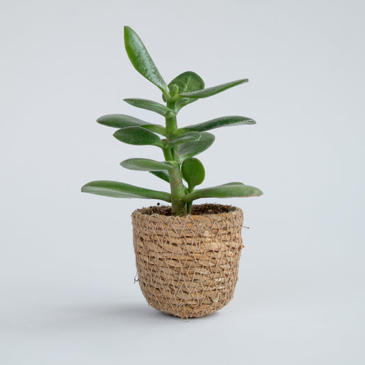 סקולנט ג'ייד בסל קש קלוע